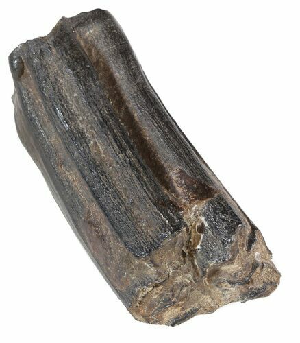 Pleistocene Aged Fossil Horse Tooth - Florida #53186